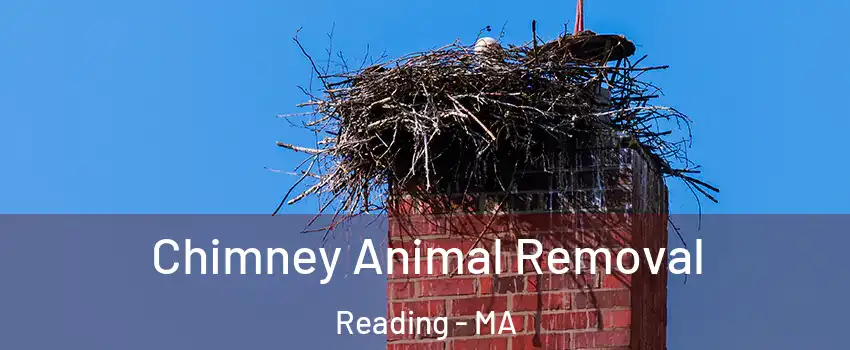 Chimney Animal Removal Reading - MA