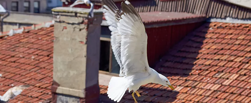 Residential Chimney Animal Removal Solution in Reading, MA