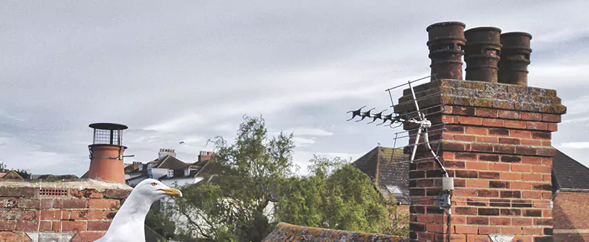 Chimney Cleaning And Restoration in Reading, Massachusetts